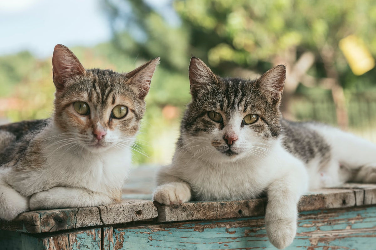 age do cats get their second teeth